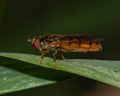 Platycheirus quadratus