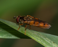 Platycheirus quadratus
