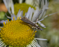 Schreckensteinia erythriella