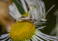 Schreckensteinia erythriella