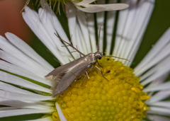 Schreckensteinia erythriella