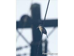 Todiramphus sacer