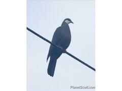 Columba vitiensis