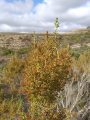 Erica arenaria