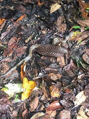 Metlapilcoatlus indomitus