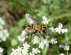 Frontina laeta