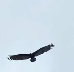 Cathartes melambrotus