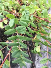 Hedysarum occidentale