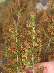 Erica arenaria