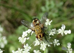 Frontina laeta