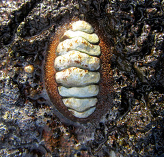 Plaxiphora mercatoris