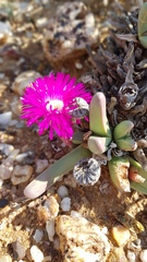 Argyroderma fissum
