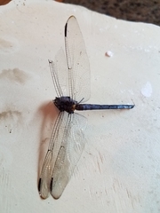 Libellula incesta