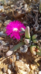 Argyroderma fissum