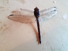 Libellula incesta