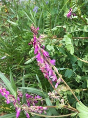 Hedysarum occidentale