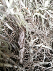 Vanessa virginiensis