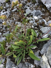 Phacelia leptosepala