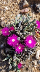 Argyroderma fissum