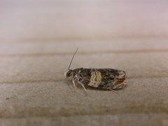 Celypha aurofasciana