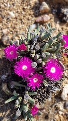 Argyroderma fissum
