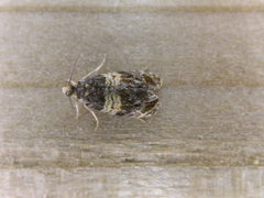 Celypha aurofasciana
