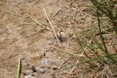 Ammophila sabulosa