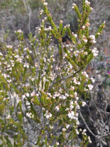 Image of Erica oraria by (c) kevin koen, some rights reserved (CC BY-SA)