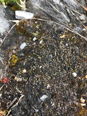 Mannia gracilis