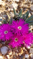 Argyroderma fissum