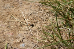 Ammophila sabulosa