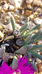 Argyroderma fissum