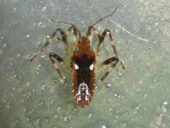 Platyvelia brachialis