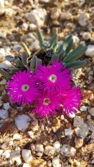 Argyroderma fissum