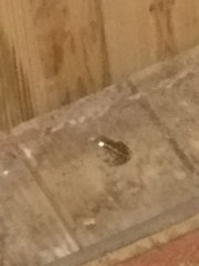 Lithobates palustris