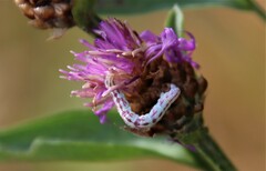 Eupithecia centaureata