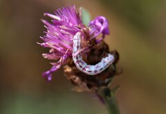 Eupithecia centaureata