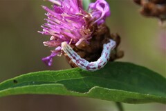 Eupithecia centaureata