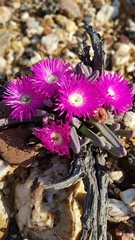 Argyroderma fissum