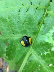 Omaspides specularis