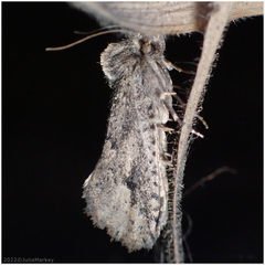 Acrolophus kearfotti