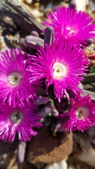 Argyroderma fissum