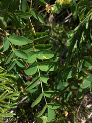 Hedysarum occidentale