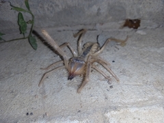 Galeodes araneoides
