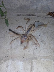 Galeodes araneoides