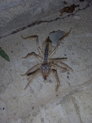Galeodes araneoides