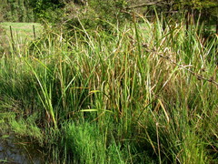 Cyperus dives