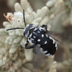 Thyreus histrionicus