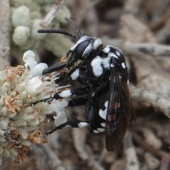 Thyreus histrionicus