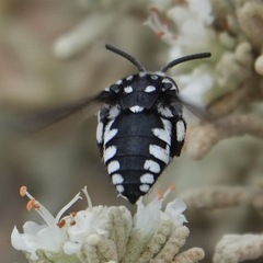 Thyreus histrionicus